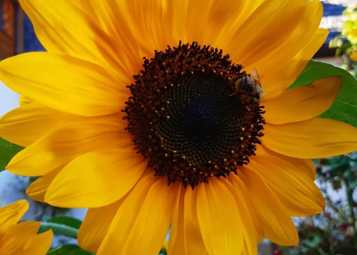 10-bett Sonnenblume Appartamento *